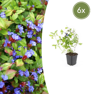 6x Zwerg-Plumbago (Ceratostigma plumbaginoides) - 10-25cm