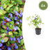 6x Zwerg-Plumbago (Ceratostigma plumbaginoides) - 10-25cm Bild 1