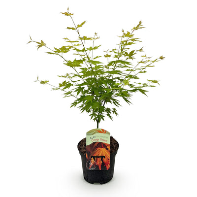 Japanischer Ahorn 'Orange Dream' - Acer palmatum - 70cm - Topf 19cm