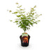 Japanischer Ahorn 'Orange Dream' - Acer palmatum - 70cm - Topf 19cm Bild 2