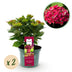 Hortensie 'Ruby Tuesday & Saphire' – Rot/Blau, 2 Pflanzen im 23cm Topf Bild 1