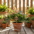 Helleborus Viv Victoria Rose-Creme Blüte, 17cm Topf Bild 3