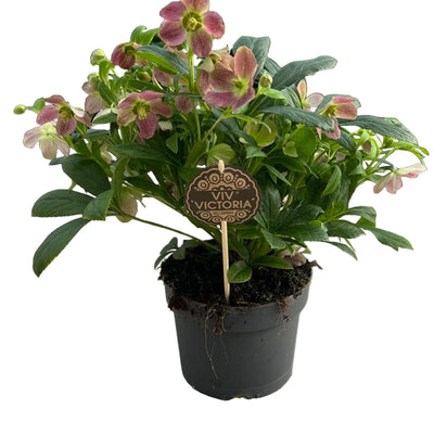 Helleborus Viv Victoria Rose-Creme Blüte, 17cm Topf