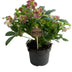 Helleborus Viv Victoria Rose-Creme Blüte, 17cm Topf Bild 1