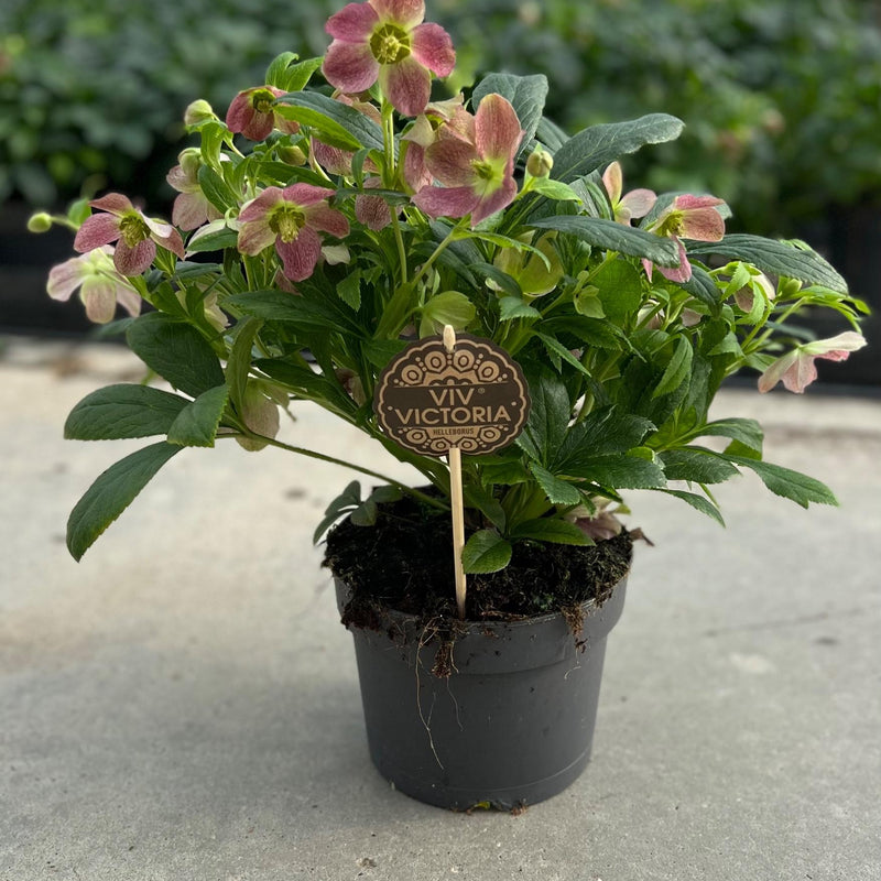 Helleborus Viv Victoria Rose-Creme Blüte, 17cm Topf