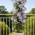 3x Clematis Justa Kletterpflanze, 65cm Höhe, 15cm Topf Bild 3