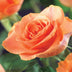 GreenboutiQ Kletterrose 'Rosa Orange Climber' - 2 Pflanzen Bild 5