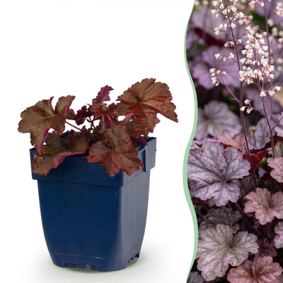Green boutiQ - Perennials - Heuchera micr. Palace Purple - Coral Bells - Shade - Purple - 6 Plants - 11cm Pot - Height 15-25cm