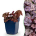 Heuchera Palace Purple Purpurglöckchen (6 Pflanzen) Bild 1