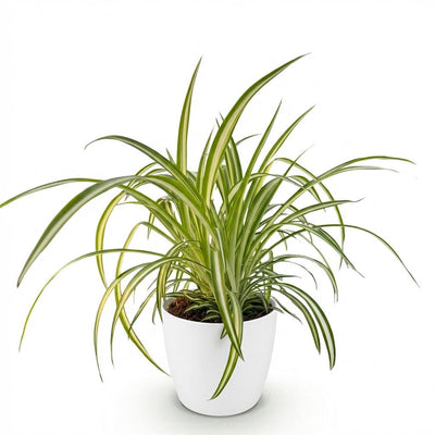 Bunte Graslilie 'Variegatum' – Haustierfreundliche Zimmerpflanze, Topf 12cm