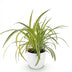 Variegated Spider Plant 'Variegatum' - Pet-Friendly Houseplant, 12cm Pot Bild 2