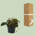 Philodendron Micans - Herzblatt-Pflanze im 12cm Topf, 15cm hoch Bild 4