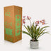 Künstliche Orchidee Bordeaux, 45 cm – Lebensecht & Pflegeleicht Bild 5