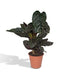 Calathea Ornata - Ø19cm - Zimmerpflanze mit rosa Streifen Bild 1