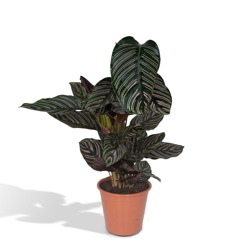 Calathea Ornata - Ø19cm - Zimmerpflanze mit rosa Streifen