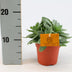 Senecio Cephalophorus 'Ruby Slippers' - Ø10,5cm - ↕15cm Bild 3