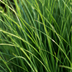 3x Panicum virgatum „Northwind“ – Kräftig aufragendes Ziergras mit schlanker Wuchsform | Topfgröße 12 cm Bild 4
