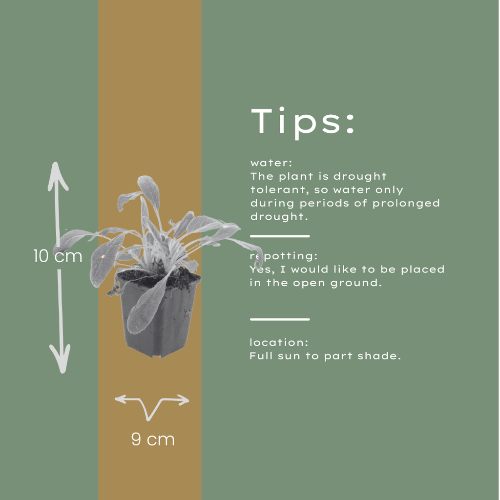 12x Stachys byzantina - ↕10-25cm - Ø9cm