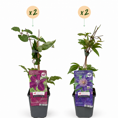 4x Clematis Duo Blue & Red Kletterpflanze Ø9cm