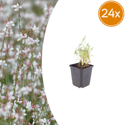 24x Gaura lindheimeri (Prachtkerze) 10-25cm Ø9cm