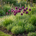 100x Kugellauch (Allium Sphaerocephalon) - Lila Blüten, Sommerblüher, Zwiebelgröße 5/6 Bild 2
