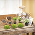 Flaschengarten Bolder Bob: DIY-Pflanzterrarium mit LED-Korken Bild 3