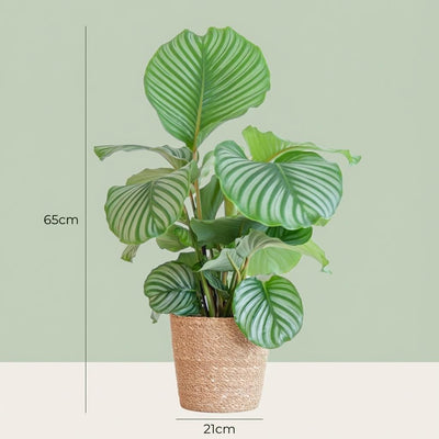Calathea Orbifolia im Seegraskorb - Luftreinigende Zimmerpflanze