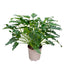 Philodendron Xanadu, tropische Zimmerpflanze, ca. 60 cm Bild 1