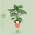 Alocasia Cucullata - Große Blattschmuckpflanze, Ø21cm, ↕80cm Bild 2
