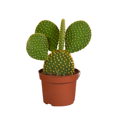 Opuntia microdasys Kaktus 'Micky Maus' - 12cm - Topf nicht enthalten
