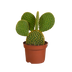 Opuntia microdasys Kaktus 'Micky Maus' - 12cm - Topf nicht enthalten Bild 1
