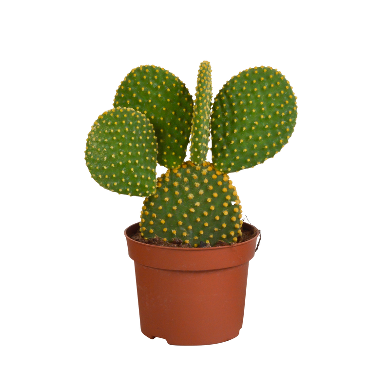 Dracaena surculosa