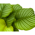 Calathea Orbifolia Ø27cm - Große Blätter, silbrig-grün, pflegeleicht Bild 5