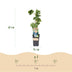GreenboutiQ Blue Grape Vine - 2 Plants, 50cm, 15cm Pot Bild 3