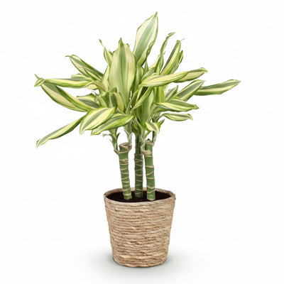 Dracaena fragrans Diamond Dream Drachenbaum, pflegeleicht, 50-55cm, Topf 17cm