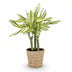 Dracaena fragrans Diamond Dream Drachenbaum, pflegeleicht, 50-55cm, Topf 17cm Bild 2