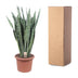 Sansevieria Zeylanica - 110 cm - Ø35 | Pflegeleichte Zimmerpflanze Bild 4