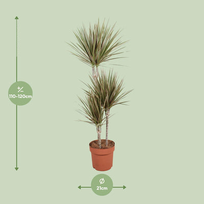 Dracaena Bicolor – Ø21cm Topf, 120cm Höhe – Attraktiver Drachenbaum