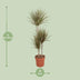 Dracaena Bicolor – Ø21cm Topf, 120cm Höhe – Attraktiver Drachenbaum Bild 2