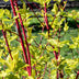Cornus Sibirica 'Rote Zweige' – Easy-Care Shrub for Color in the Garden Bild 4