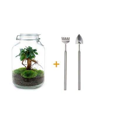 Flaschengarten Ficus Ginseng Bonsai DIY-Set mit Zubehör & Anleitung