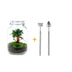 Bottle Garden Ficus Ginseng Bonsai DIY Kit with Accessories & Instructions Bild 1