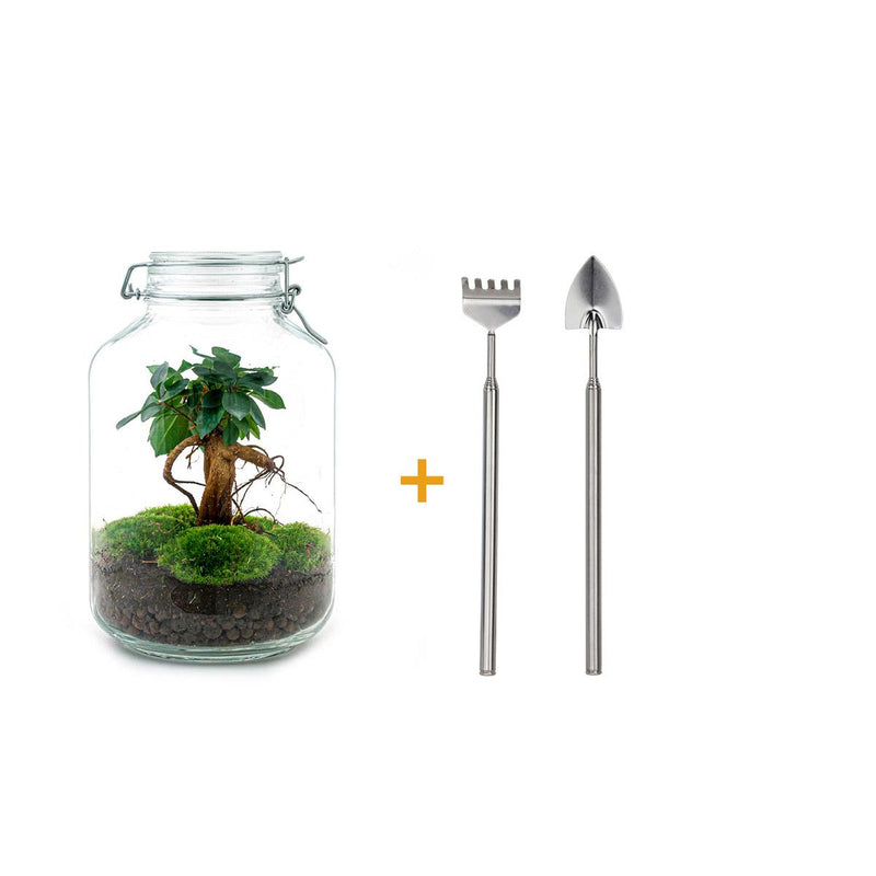 Bottle Garden Ficus Ginseng Bonsai DIY Kit with Accessories & Instructions