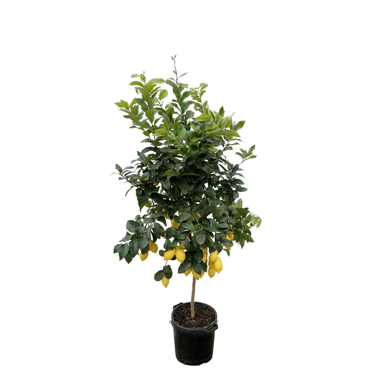 Zitronenbaum Calamondin (Citrus) - 200cm - ø40