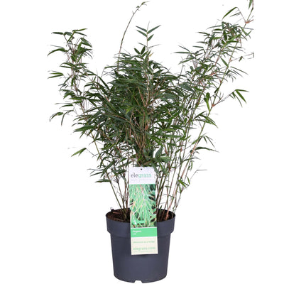 Fargesia rufa Bambus, Ø29cm, ↕80cm - Kompakt & Pflegeleicht