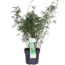 Fargesia rufa Bambus, Ø29cm, ↕80cm - Kompakt & Pflegeleicht Bild 1