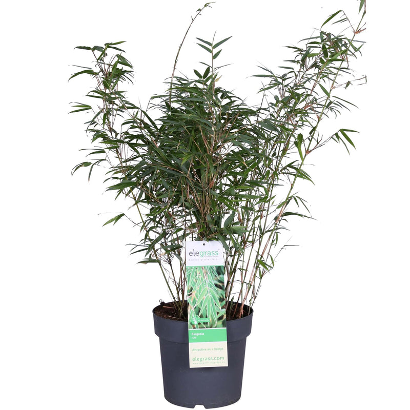 Fargesia rufa Bambus, Ø29cm, ↕80cm - Kompakt & Pflegeleicht