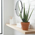 Aloe Vera Pflanze – Ø12cm Topf, 45cm Höhe, für sonnige Standorte Bild 3