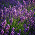 Lavendel Munstead: Violett, Winterhart, Duftend - Topf 12cm Bild 5