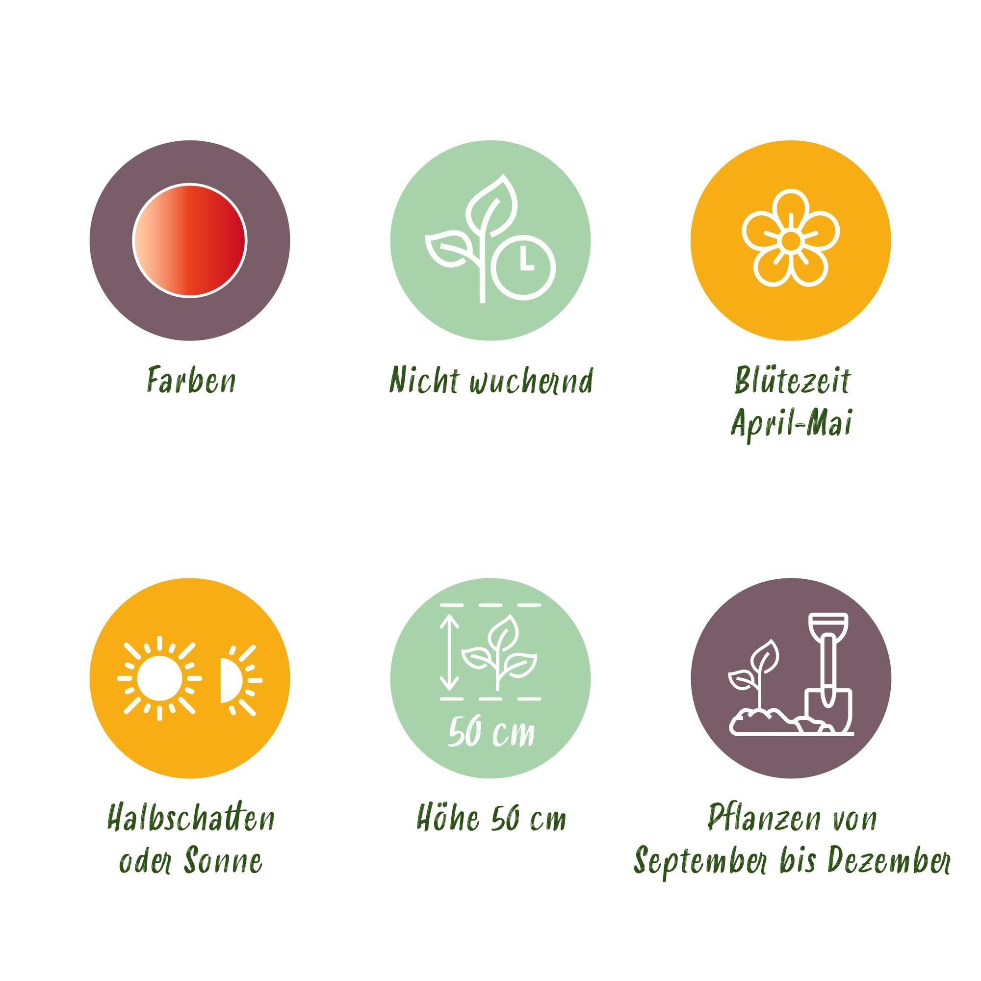 GreenboutiQ - Blumenzwiebeln - Tulp Gudoshnik Double -Bulbs Hardy Perennial - Doppelblütig - 12 Stück - Zwiebelgröße 11/12 - XXL Pack